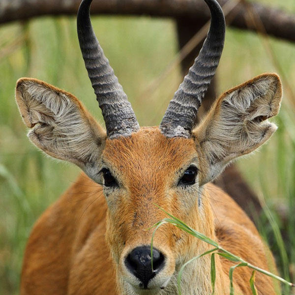Bohor-reedbuck2