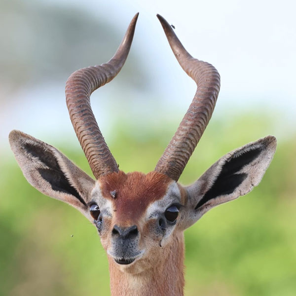gerenuk-2