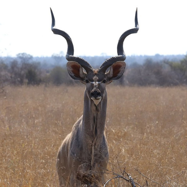 greater-kudu-3