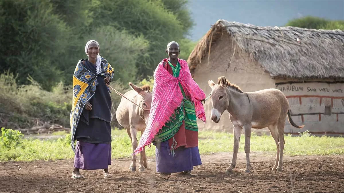 maasai-donkeys.webp